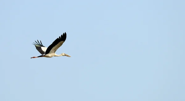 Airone uccello tropicale volante — Foto Stock