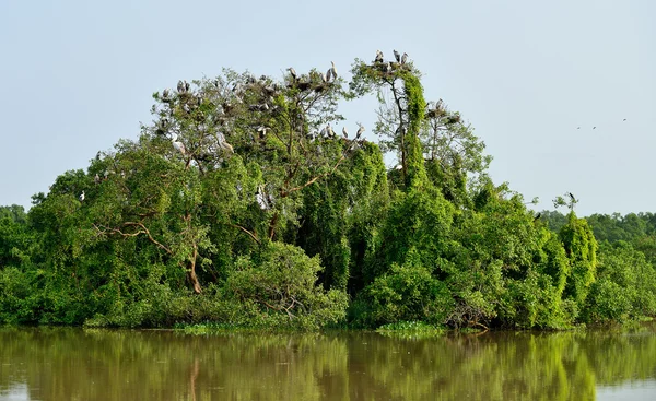 Tropische vogel heron — Stockfoto