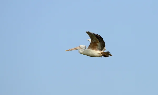 Flying pelican — Stock Photo, Image