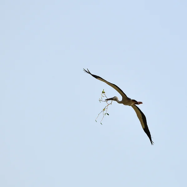 Flygande tropisk fågel heron med gren — Stockfoto