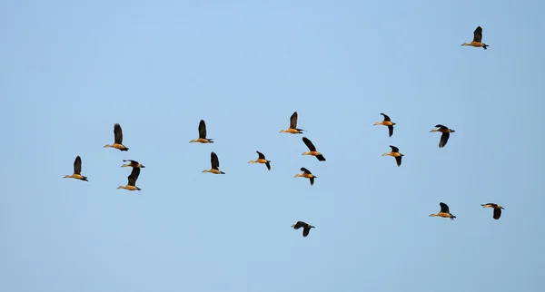 Flygande vild anka — Stockfoto