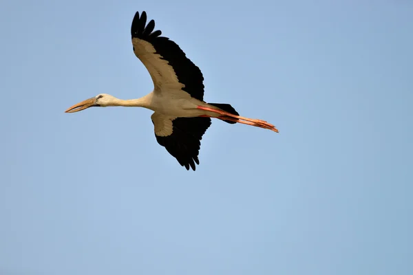 熱帯性の鳥の飛行サギ — ストック写真