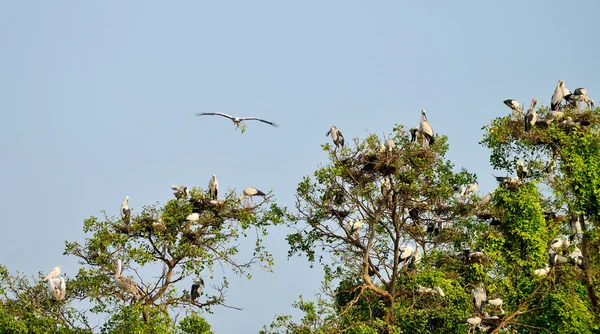 Tropische vogel heron — Stockfoto