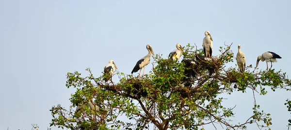 热带鸟苍鹭 — 图库照片