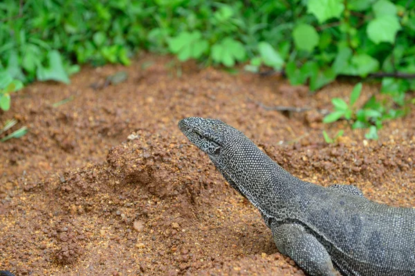 Varan. Sri Lanka — Zdjęcie stockowe