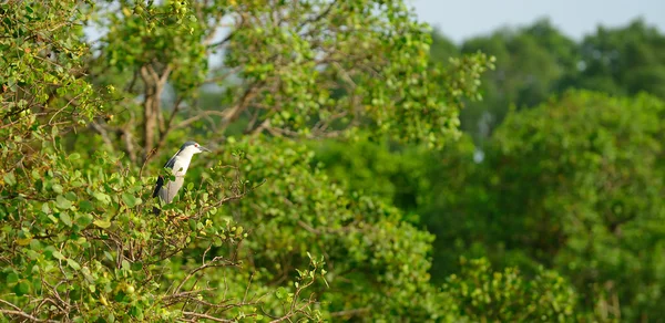 Tropisk fågel heron — Stockfoto