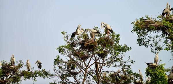 Tropical bird heron — Zdjęcie stockowe