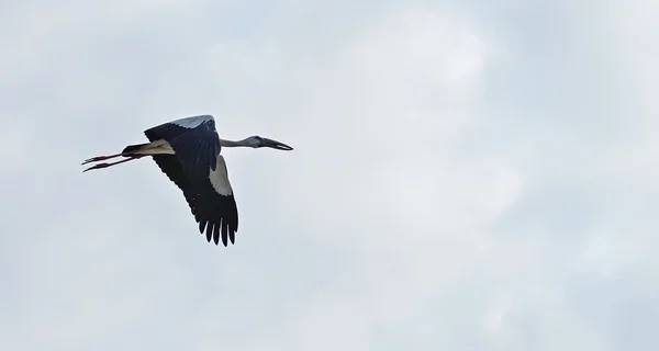 Flygande tropisk fågel heron — Stockfoto