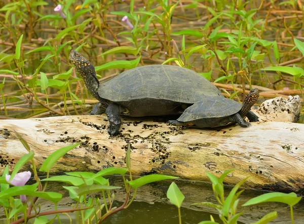 Черепаха в озере — стоковое фото