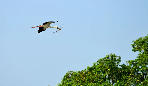 Fliegender tropischer Vogel Reiher mit Zweig — Stockfoto