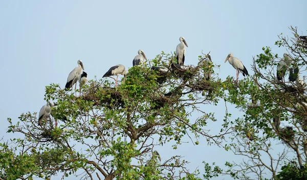 Tropical bird heron — Stock Photo, Image