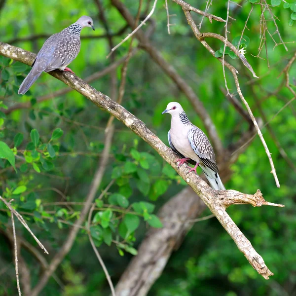 Tropische vogel — Stockfoto