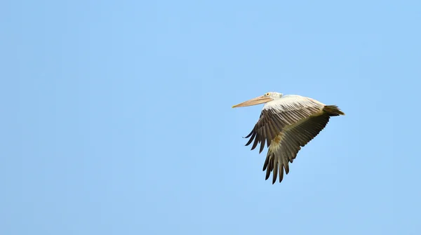 Fliegender Pelikan — Stockfoto