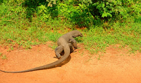 Varan. Sri Lanka — Foto de Stock