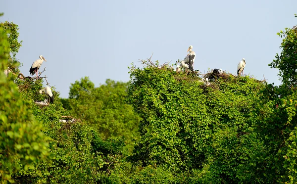 Tropical bird heron — Stock Photo, Image