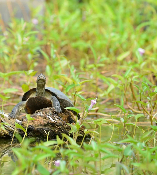 Turtle in the lake — Stock Photo, Image