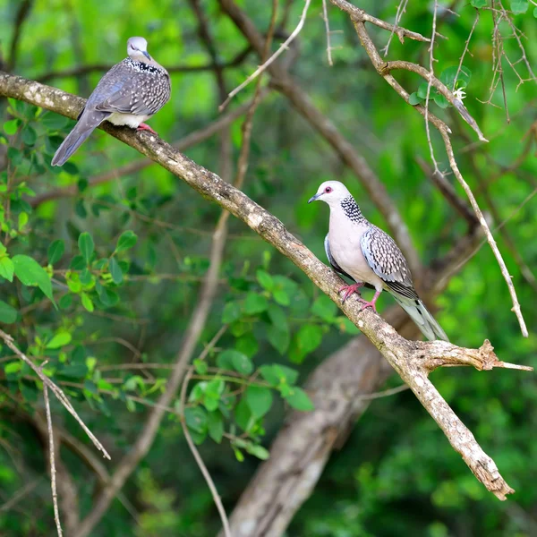 Tropischer Vogel — Stockfoto