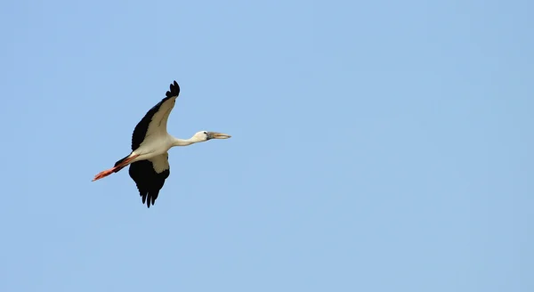 Flying Tropical bird heron — Stock Photo, Image