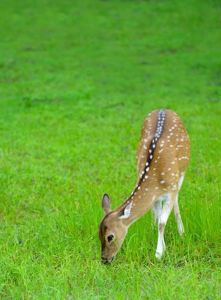 Herten in het wild — Stockfoto