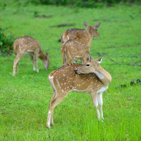 Rotwildherde — Stockfoto