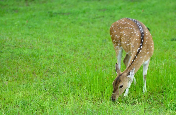 Herten in het wild — Stockfoto