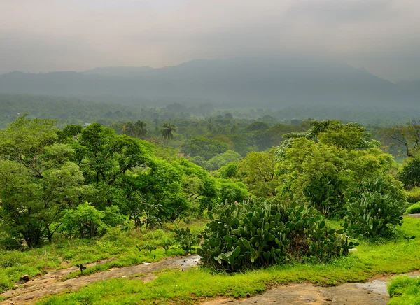 Selva — Fotografia de Stock