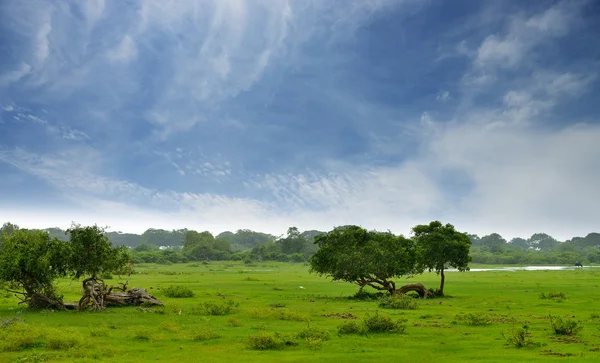 Pasture in de jungle — Stockfoto