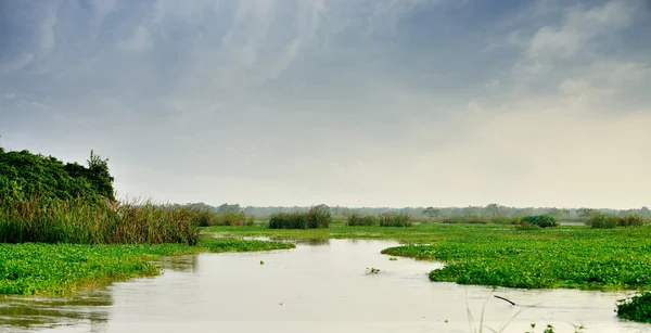 Râu într-o pădure tropicală — Fotografie, imagine de stoc