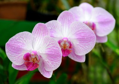 Orkide