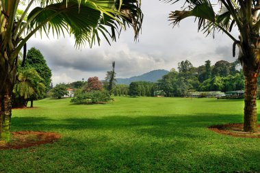 egzotik bitkiler ile Park