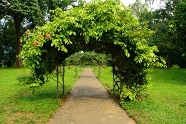 güzel bir sokağa park egzotik bitkiler ile