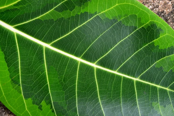 Leaf texture — Stock Photo, Image