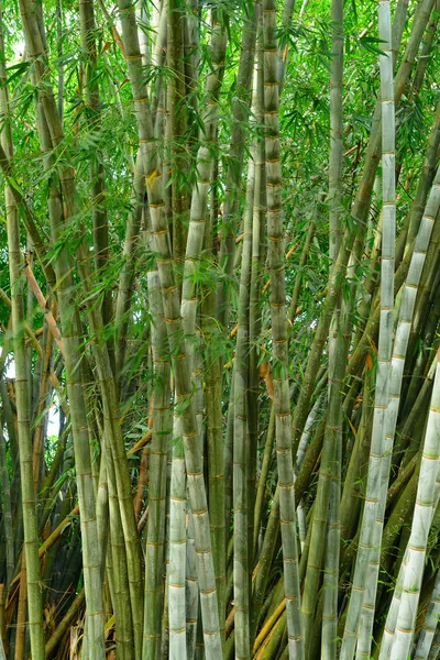 Bambu — Stockfoto