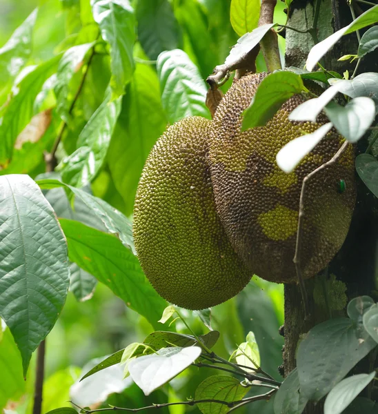 Breadfruit — Stock Photo, Image