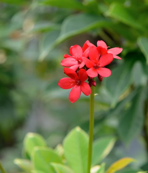 热带红色花 — 图库照片