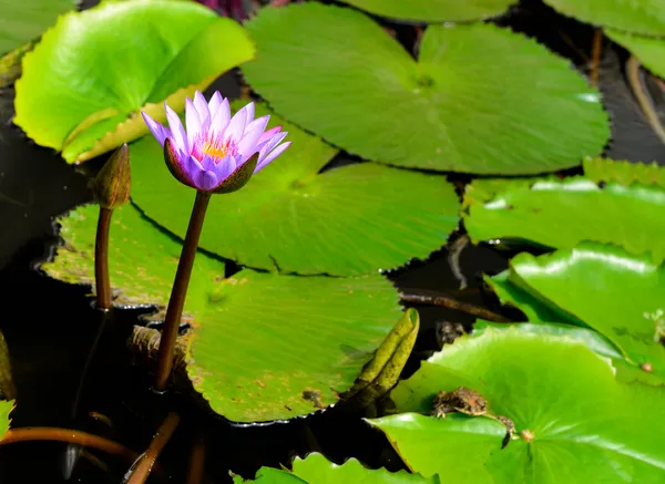 Nymphaea lotus — Stock Photo, Image