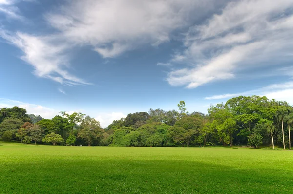 Parco con piante esotiche — Foto Stock