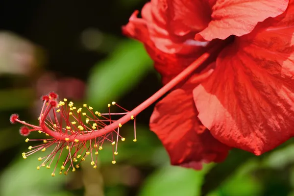 Hibiszkusz — Stock Fotó