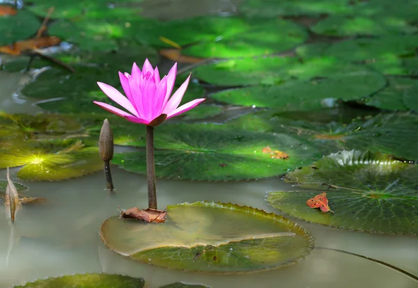 Nfhaea lotus — стоковое фото