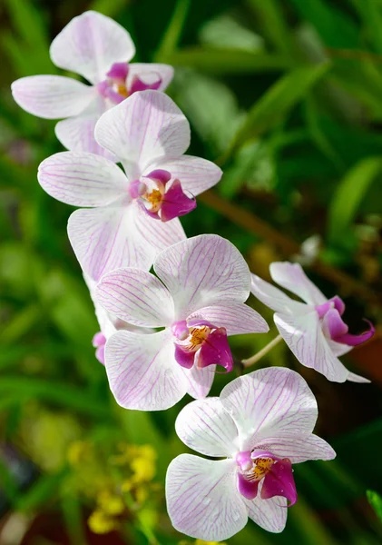 Orchids — Stock Photo, Image