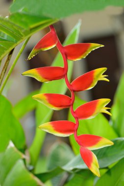 heliconia