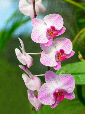 Orkide