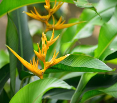 heliconia