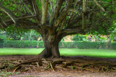 Sterculia yapraklı sinirli ot
