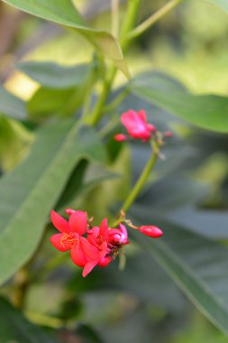 tropikal kırmızı çiçek