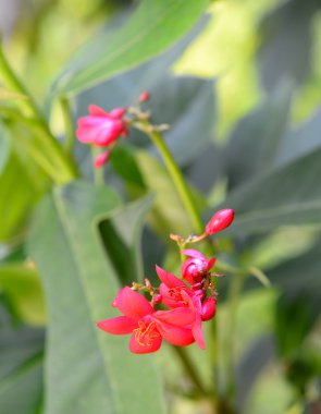 tropikal kırmızı çiçek