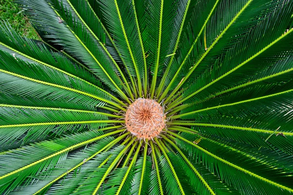 Plante tropicale — Photo