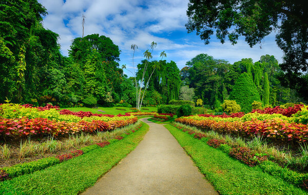 A beautiful alley in the Park with exotic plants