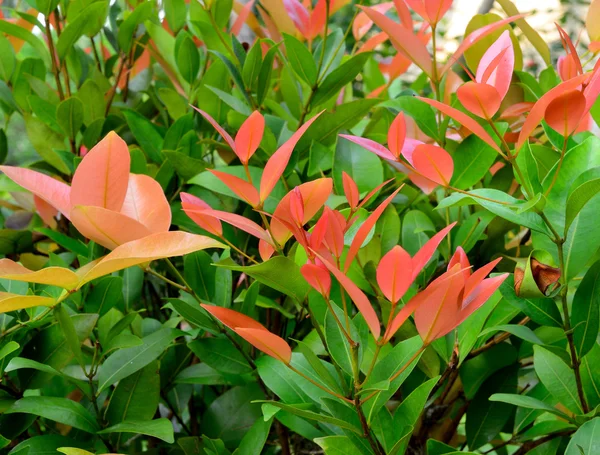 Tropical plant — Stock Photo, Image