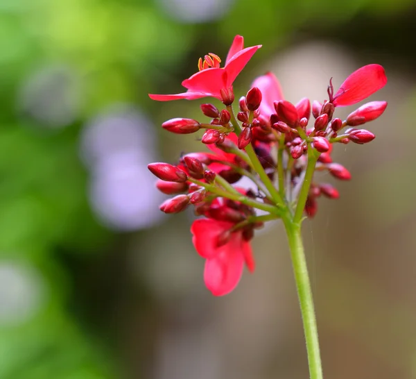 Trópusi vörös virág — Stock Fotó